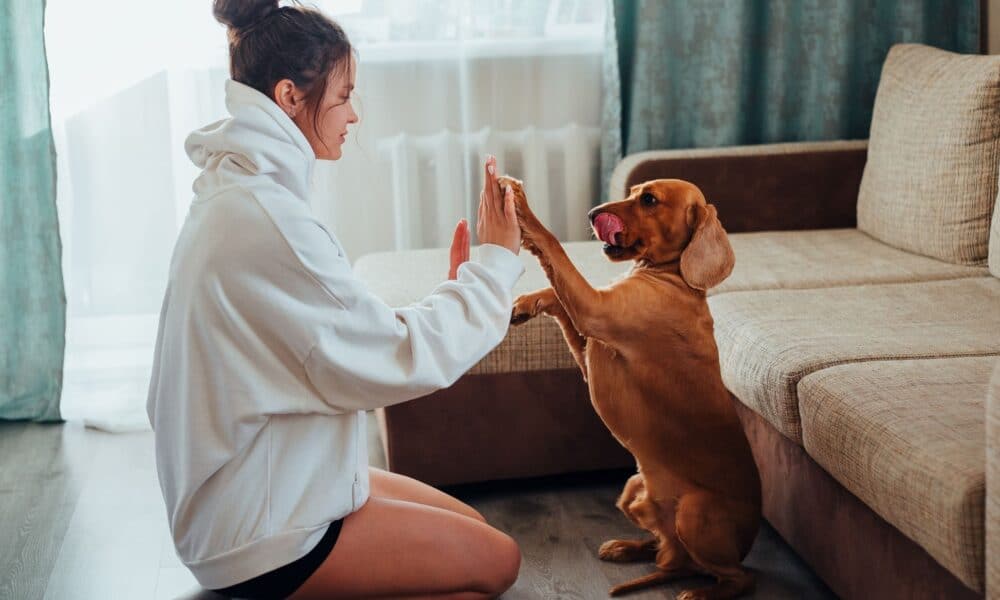 Dog Boarding Works